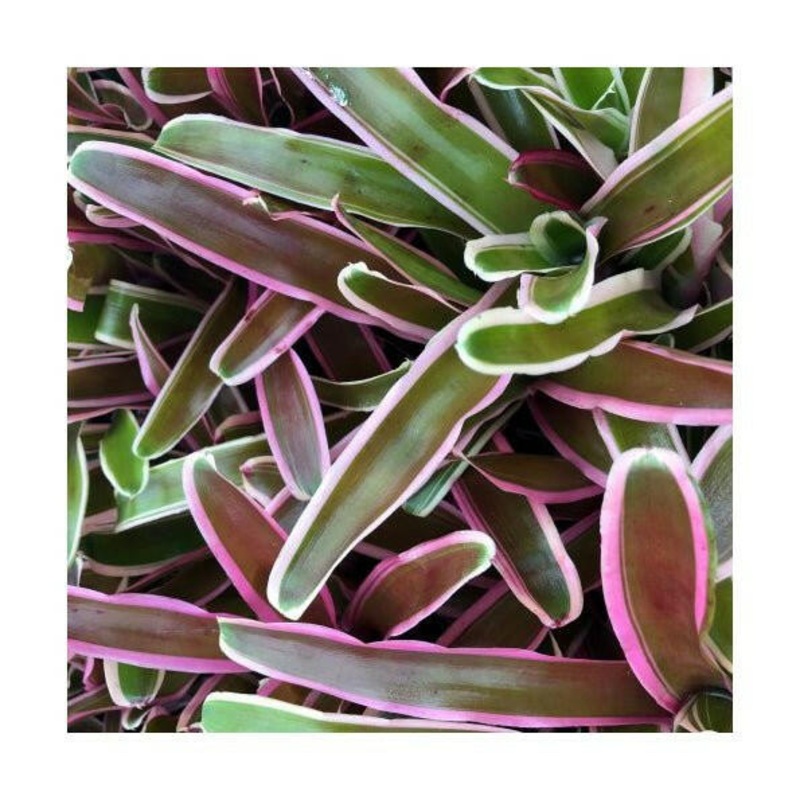 Bromeliad (Nidularium 'Fireball') - 5.5cm Pot