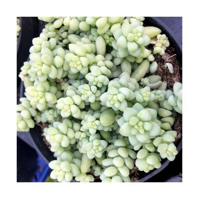 Burro's Tail Cactus (Sedum morganianum 'Burrito') - 8cm Pot