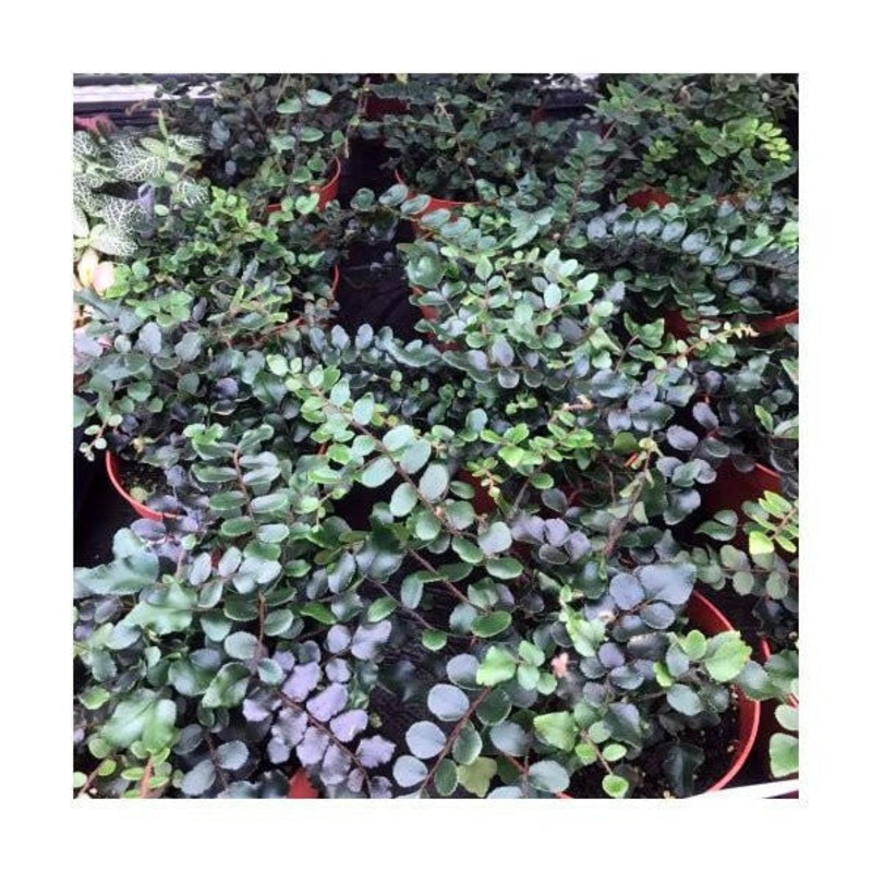 Button Fern (Pellaea rotundifolia) - Large