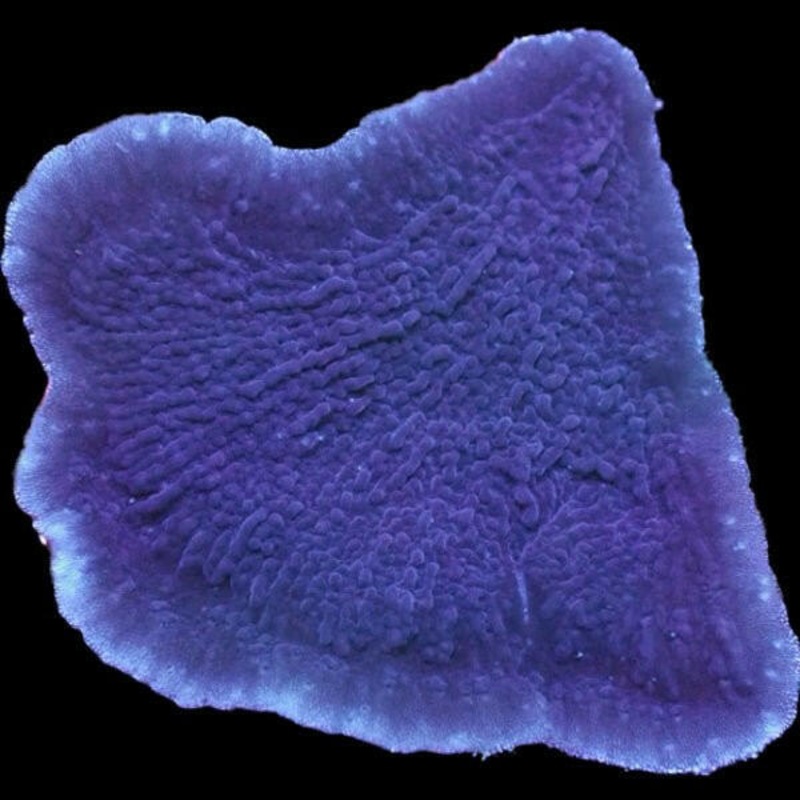 Cadburys Plating Montipora