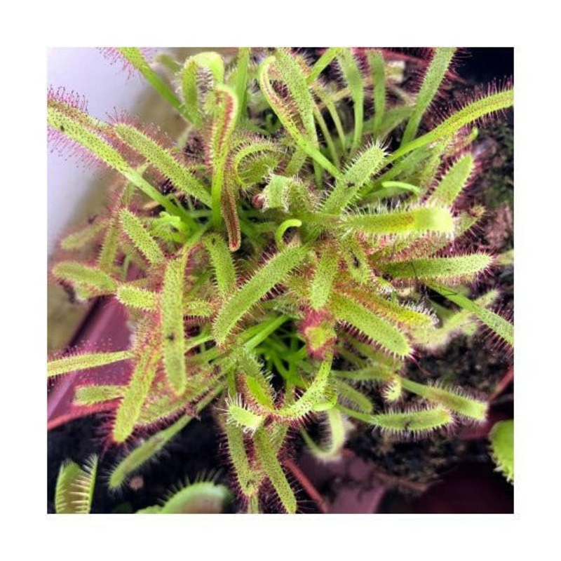 Cape Sundew - Drosera capensis - 8.5cm Pot