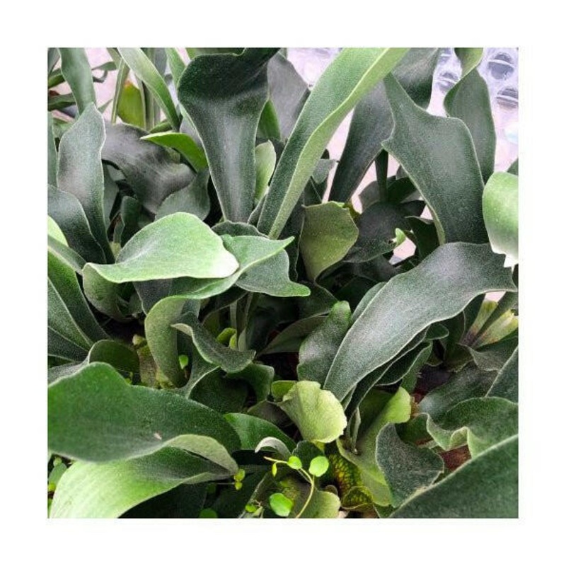 Common Staghorn Fern (Platycerium bifurcatum) - 12cm Pot