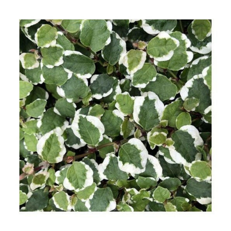 Creeping Fig 'Variegated' (Ficus pumila) - 9cm