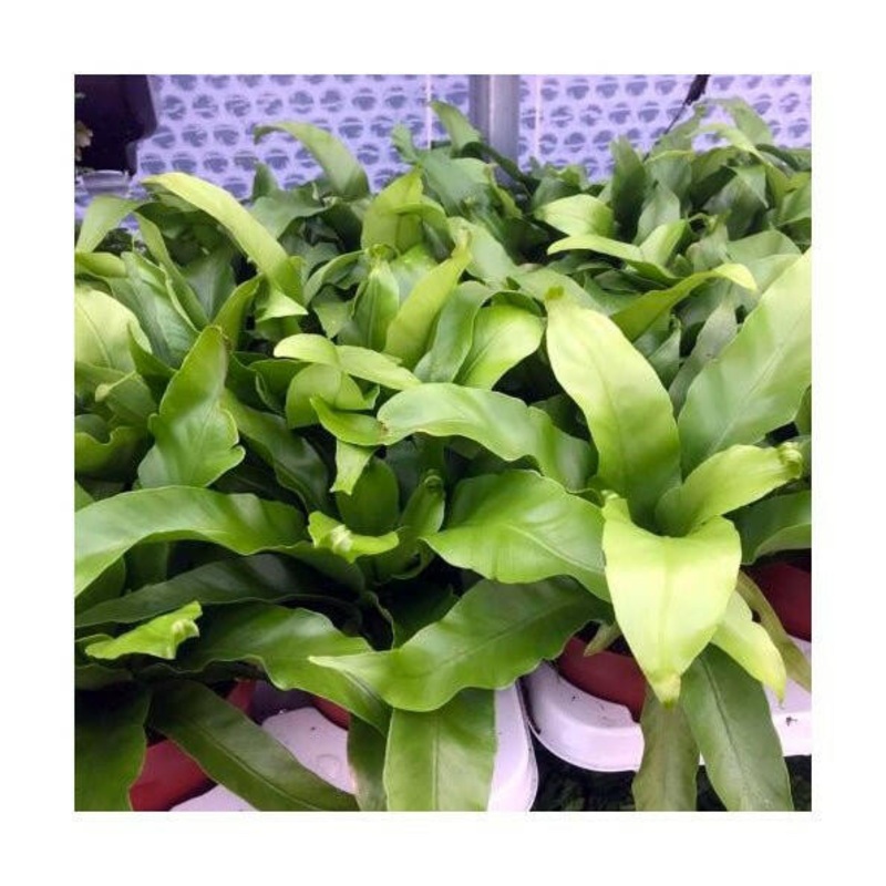 Crested Birds Nest Fern (Asplenium antiquum 'Leslie') - Large