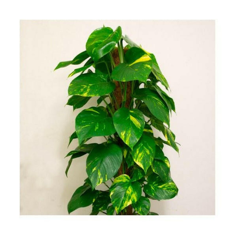 Dragon-tail Plant (Epipremnum aureum) - 80cm Moss Stick