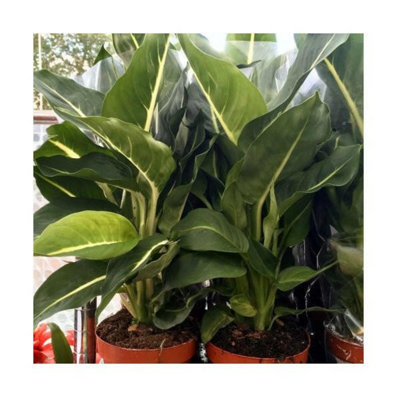 Dumb Cane (Dieffenbachia 'Green Magic') - 9cm