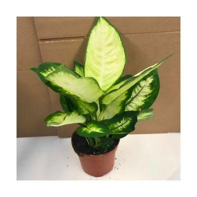 Dumb Cane (Dieffenbachia 'Green Magic') - Large