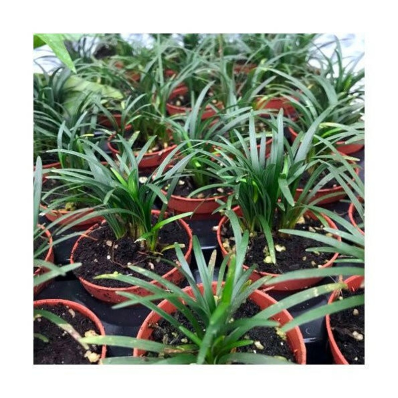 Dwarf Mondo Grass (Ophiopogon japonicus 'Minor') - Small