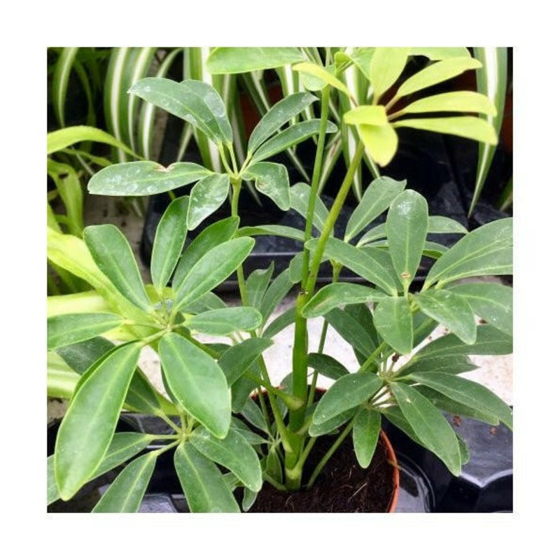 Dwarf Umbrella Tree (Schefflera arboricola) - 8cm Pot