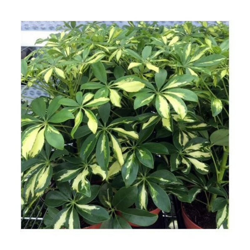 Dwarf Umbrella Tree (Schefflera arboricola) - Large