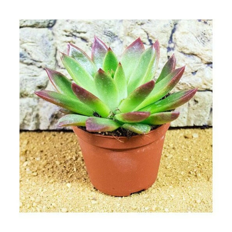 Echeveria agavoides 'Ebony' - 5cm Pot