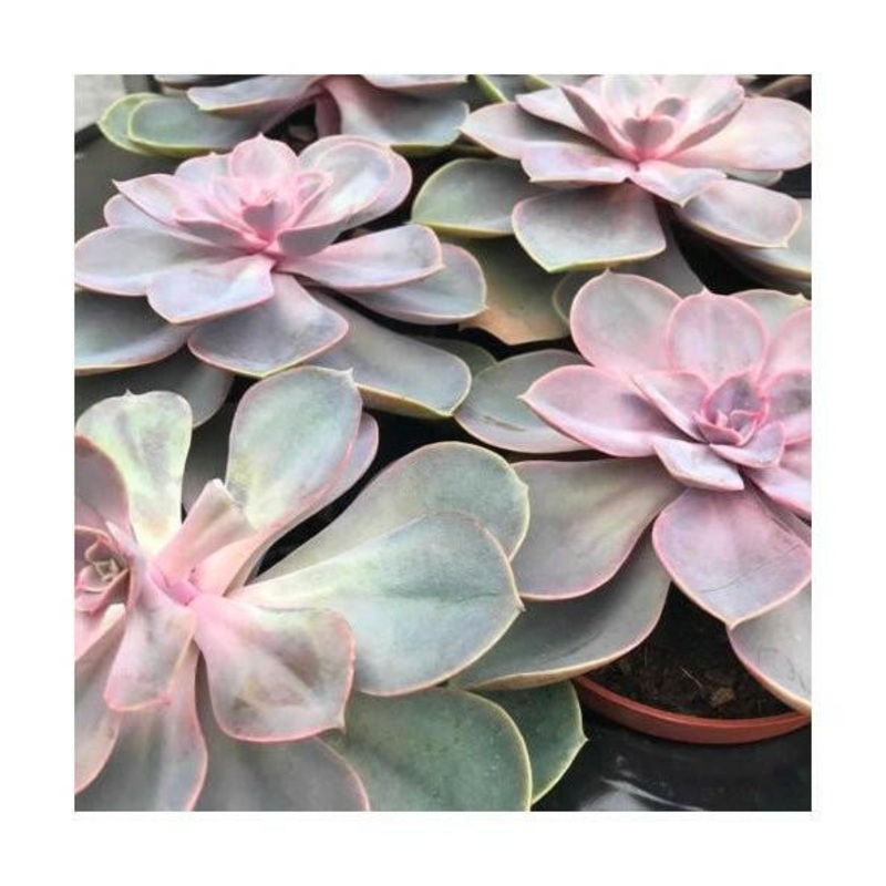 Echeveria 'Perle von Nurnberg' - Large