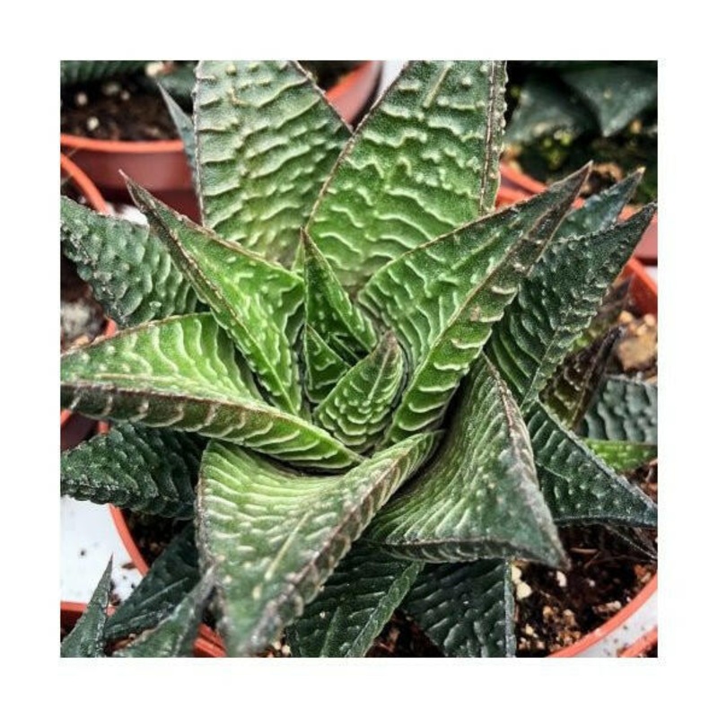 Fairy Washboard - Haworthiopsis limifolia - 8.5cm Pot