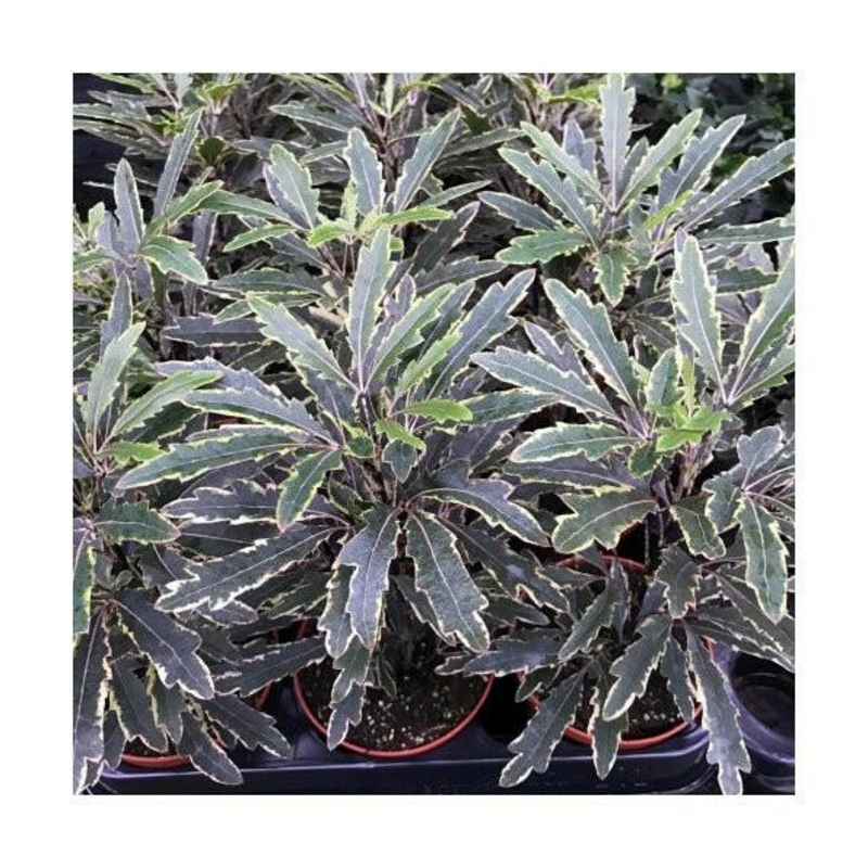 False aralia (Schefflera elegantissima) - Medium