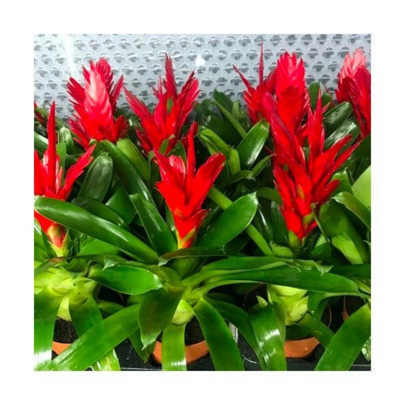 Flaming Sword Bromeliad (Vriesea splenriet) - Large