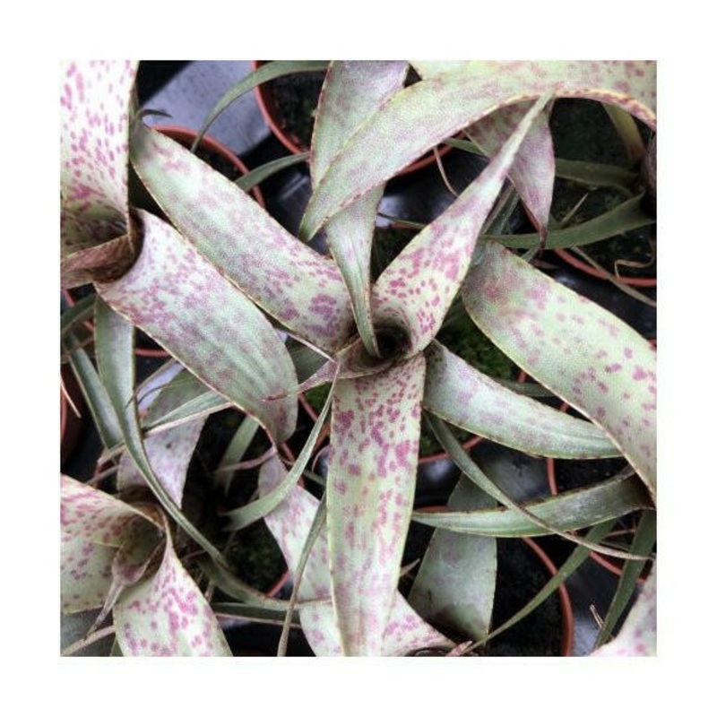 Flaming Sword - Vriesea saundersii - 5.5cm Pot