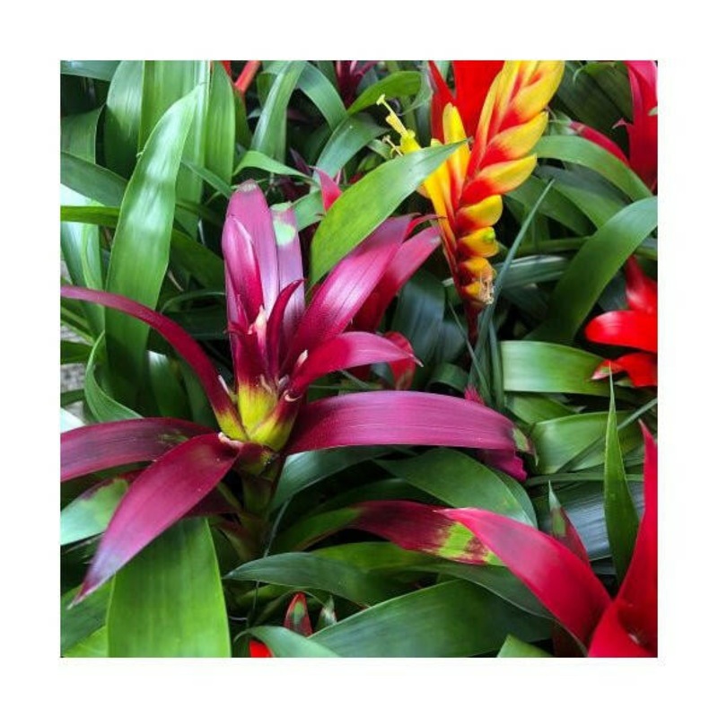 Flaming Sword - Vriesea sp. - 9cm Pot