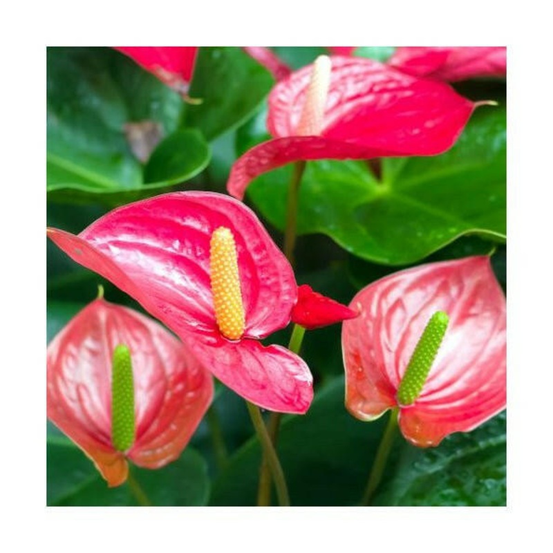 Flamingo Flower (Anthurium sp.)