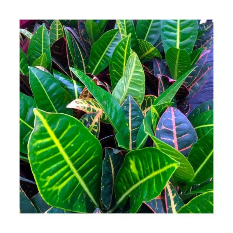 Garden Croton 'Nervia' (Codiaeum variegatum) - Medium