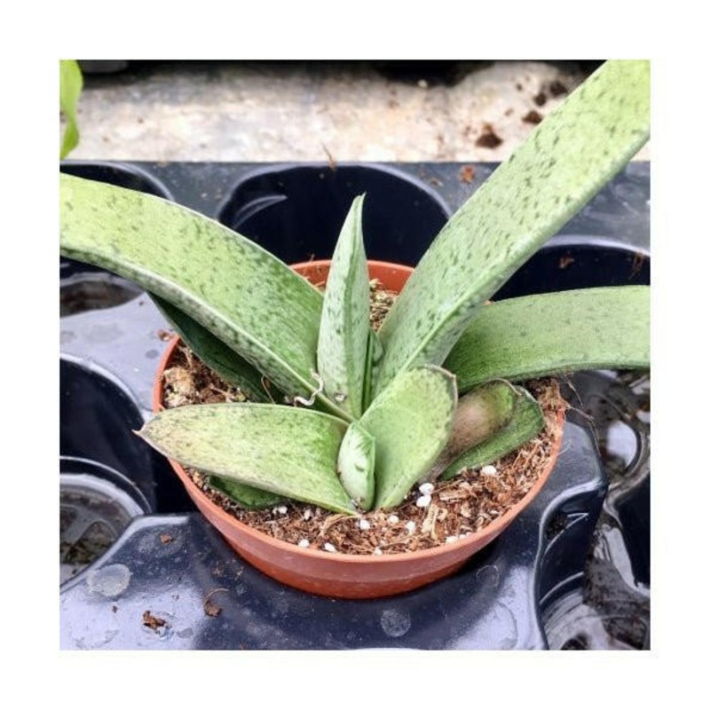 Gasteria 'Little Warty' - 8.5cm Pot