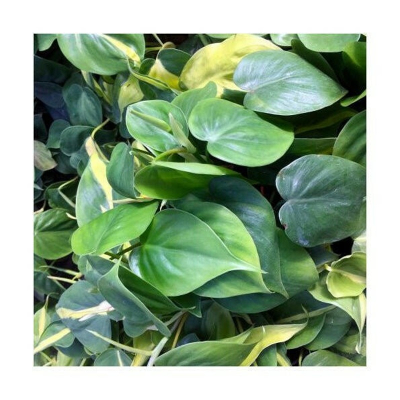 Heartleaf Philodendron (Philodendron scandens) - Medium
