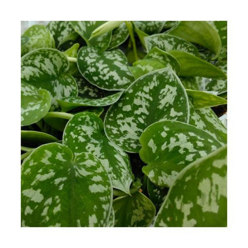 Heartleaf Philodendron (Philodendron scandens) - Moss Pole