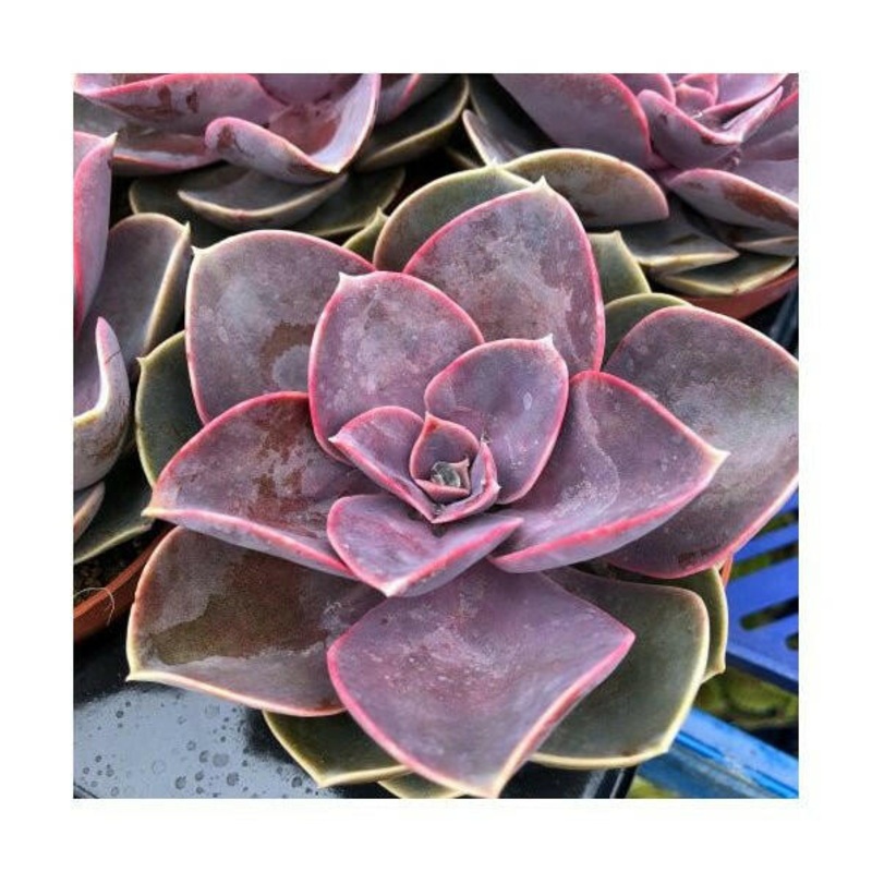Hen & Chicks Succulent - Echeveria 'Perle von Nurnberg'