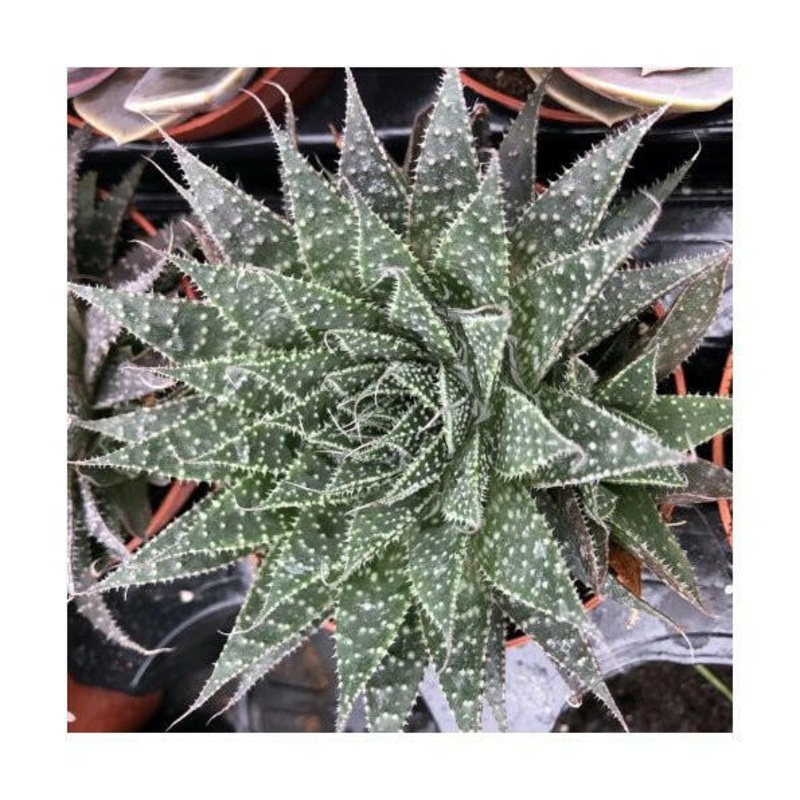 Lace Aloe (Aloe aristata)