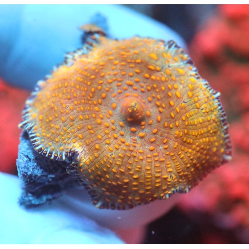 Golden Leopard Mushroom Medium Polyp