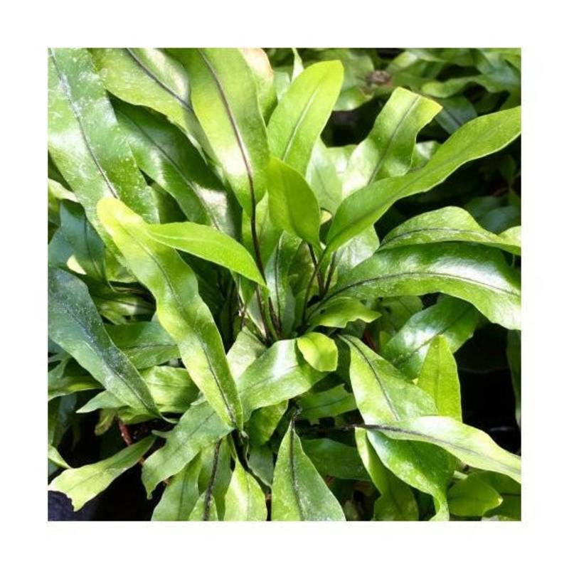Kangaroo Fern (Microsorum diversifolium) - 6cm Pot