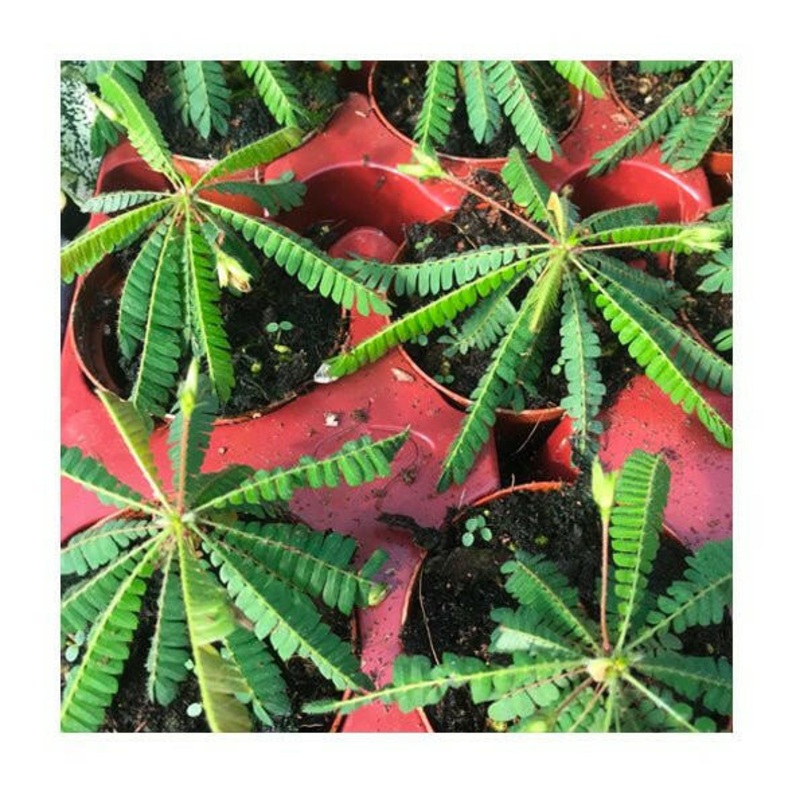 Little Tree Plant (Biophytum sensitivum) - Medium