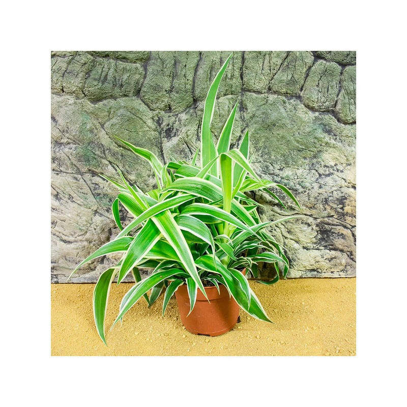 Live Plant Chlorophytum sp (6cm pot)