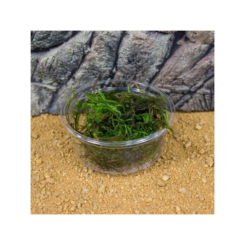 Live Plant Christmas Moss (80cc Cup)