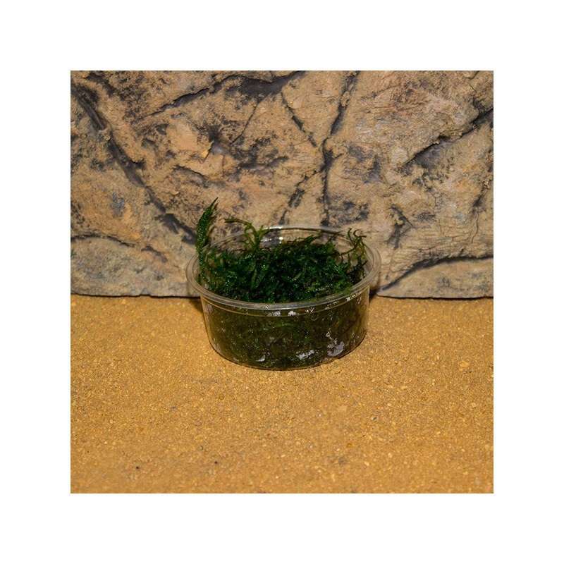 Live Plant Flame Moss (80cc Cup)