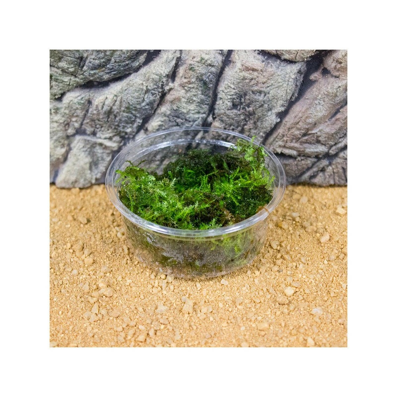 Live Plant Javamoss (80cc Cup)