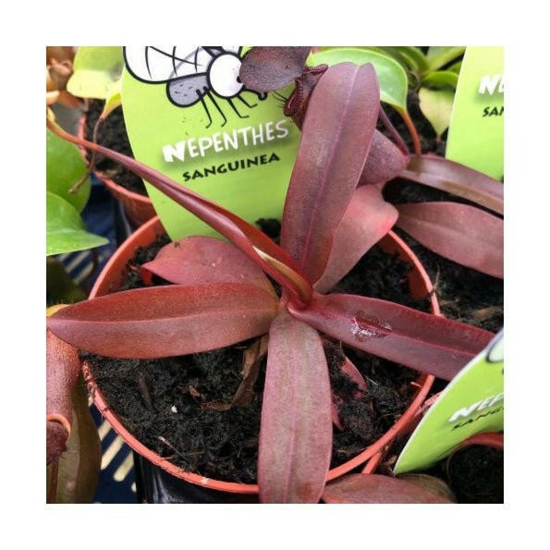 Live Plant Mini Carnivorous Collection - 6 Assorted Plants