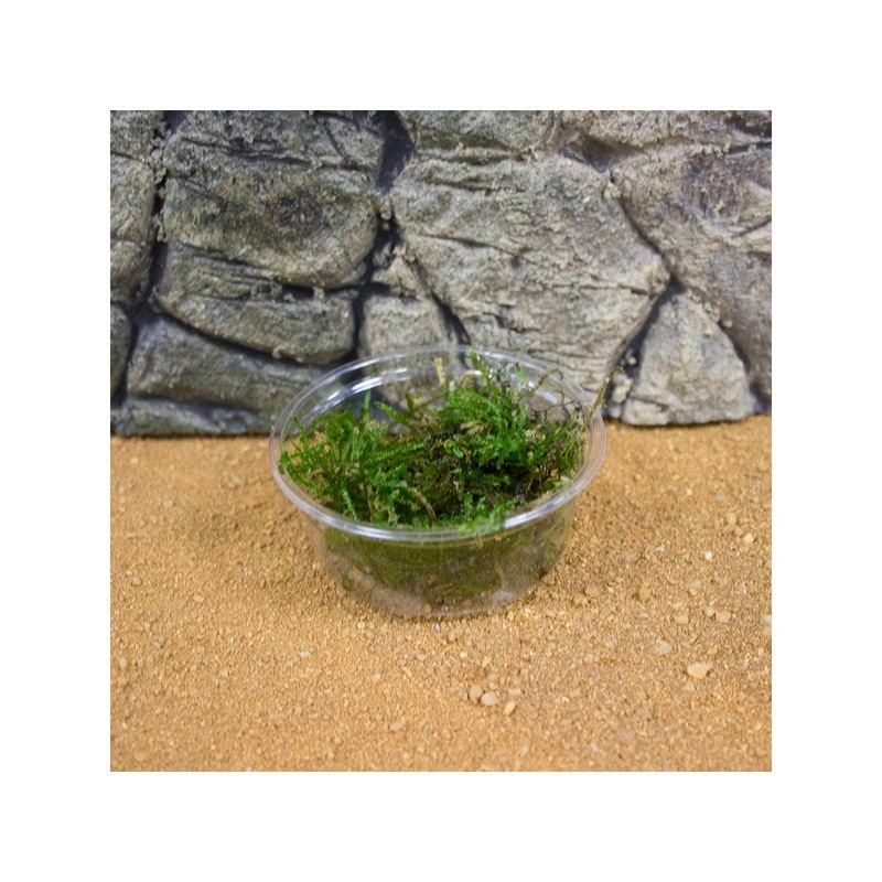 Live Plant Taiwan Moss (80cc Cup)
