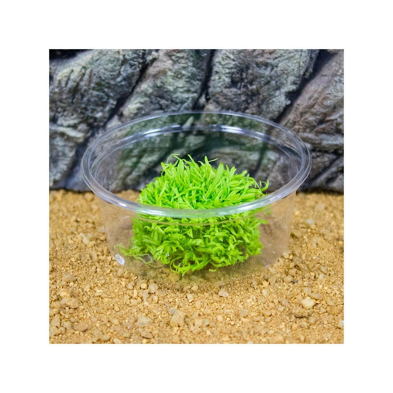 Live Plant Utricularia (80cc cup)