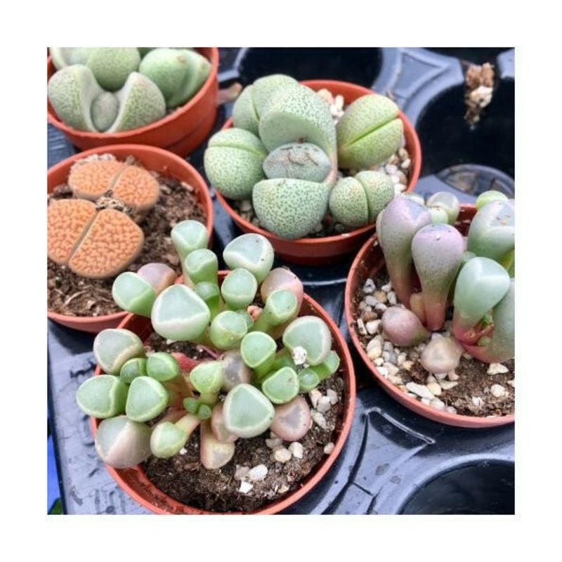 Living Stones - Lithops sp. - 5.5cm Pot
