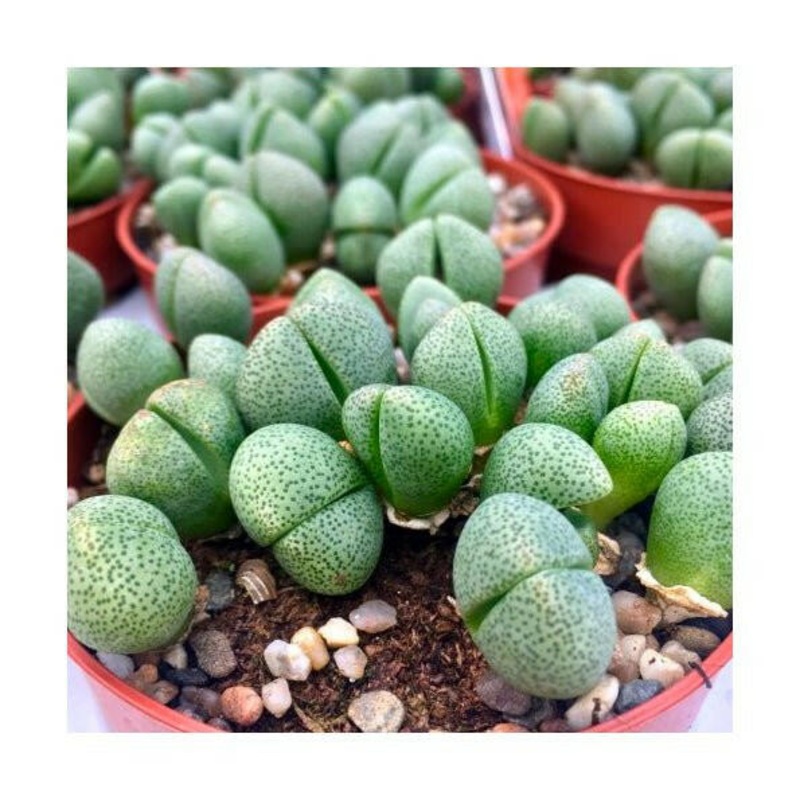 Living Stones (Lithops sp.) - 8cm Pot