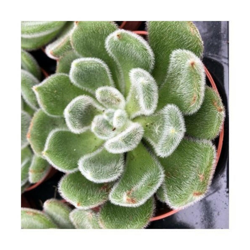 Mexican Fire Cracker (Echeveria setosa) - 8.5cm Pot