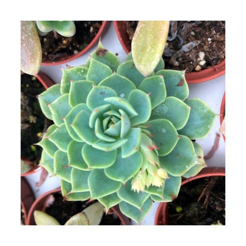 Molded Wax Agave (Echeveria agavoides) - 8.5cm pot