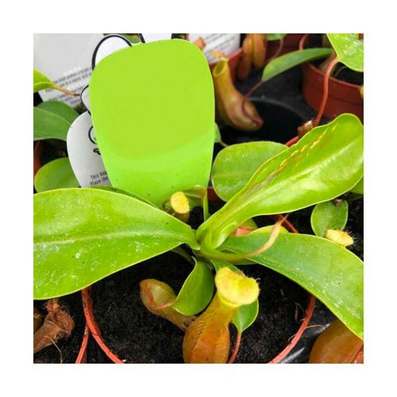 Monkey Cups (Nepenthes sp.) - 8cm Pot