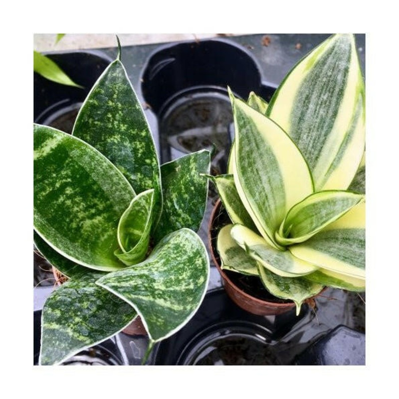 Mother-in-law's Tongue (Sansevieria trifasciata) - 5.5cm Pot
