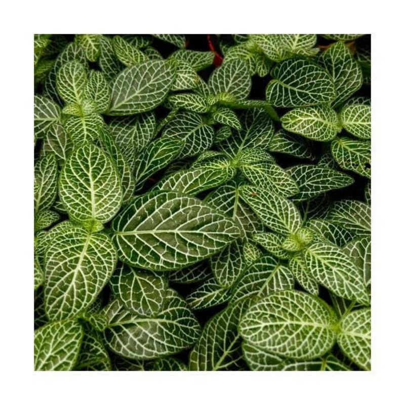Nerve Plant (Fittonia sp.) - Medium
