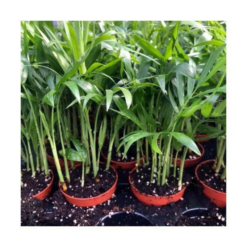 Parlour Palm (Chamaedorea elegans) - 5cm Pot