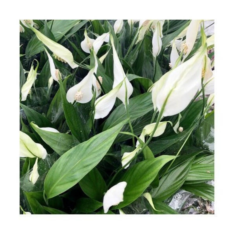 Peace Lily (Spathiphyllium sp.) - 6cm Pot