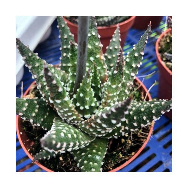 Pearl Plant (Haworthia margaritifera) - 8.5cm Pot