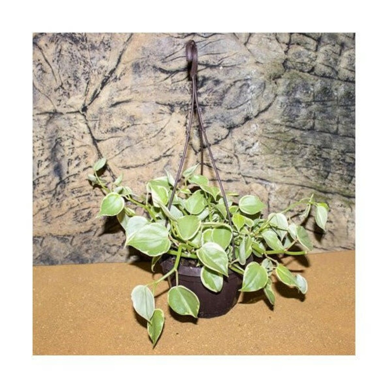 Pilea sp.- 16cm Hanging Pot