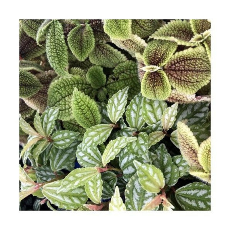 Pilea sp. - 5.5cm Pot